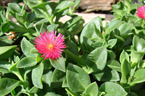 Aptenia Baby Sunrose