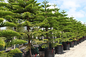 Araucaria columnaris