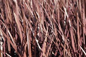 Cordyline aust. Black Knight