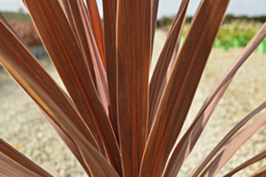 Cordyline australis Red Star