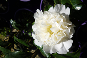 Camellia Brushfield's Yellow