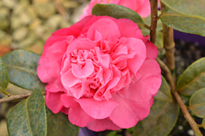 Camellia Debbie