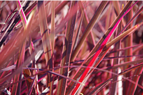 Cordyline Electric Pink <span class="pbr">(PBR)</span>