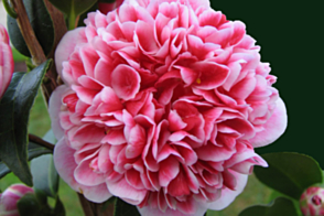 Camellia Volunteer <span class="pbr">(PBR)</span>