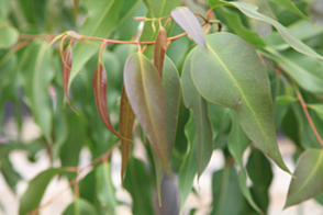 Corymbia maculata