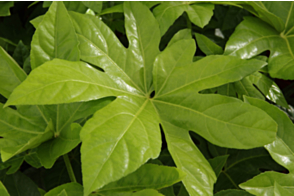 Fatsia japonica