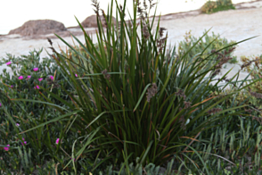 Lepidosperma gladiatum