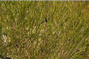 Melaleuca preissiana