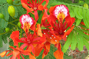 Delonix regia