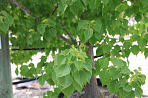 Triadica sebifera