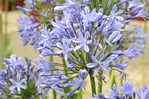 Agapanthus Blue Storm <span class="pbr">(PBR)</span>