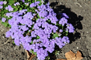 Ageratum Blue Champion Tray