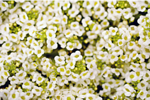 Alyssum Snow Crystal Tray