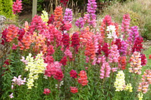 Antirrhinum Coronette Tray