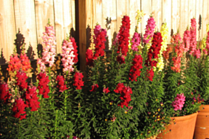 Antirrhinum Tahiti Tray