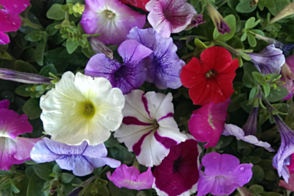 Petunia Super Dazzler Tray