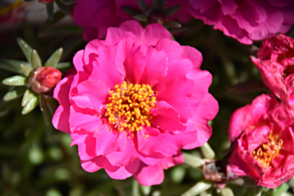 Portulaca Sundial Fuchsia Tray