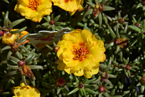 Portulaca Sundial Gold Tray