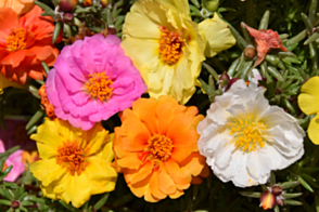 Portulaca Sundial Mix Tray