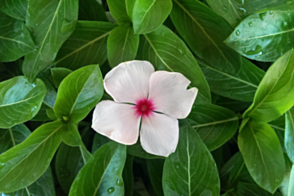 Vinca Apricot Delight Tray