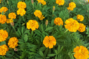 Marigold Boy O Boy Orange Tray