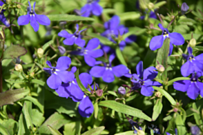 Lobelia Blue Moon Tray