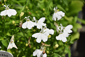 Lobelia Paper Moon Tray