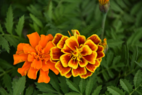 Marigold Boy o Boy Tray