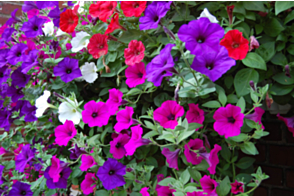 Petunia Cascade Mix Tray