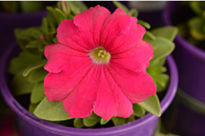 Petunia Dreams Pink Tray