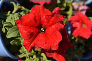 Petunia Dreams Red Tray