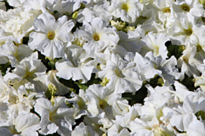 Petunia Dreams White Tray