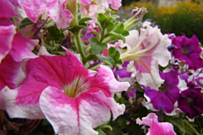 Petunia Picotee Mix Tray