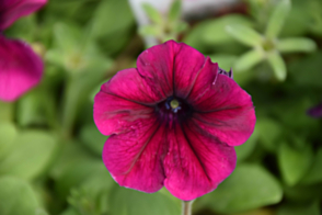 Petunia Stereo Velvet Tray