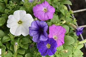 Petunia Summer Cool Tray