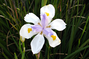 Dietes vegetata