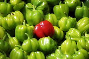 Capsicum Yolo Wonder Tray