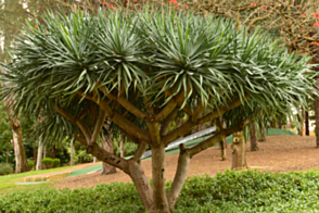 Dracaena Draco