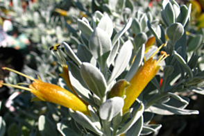 Eremophila Kalbarri Carpet