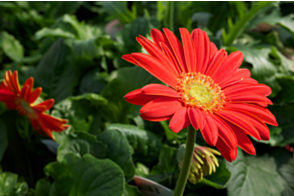 Gerbera Red VL Tray