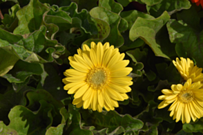 Gerbera Yellow VL Tray