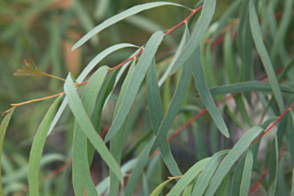 Eucalyptus nicholii