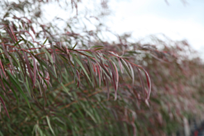 Agonis flexuosa Burgundy