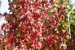 Liquidambar styraciflua