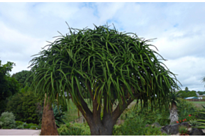 Aloe Barberae