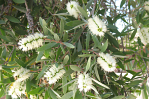 Melaleuca quinquenervia