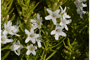 Myoporum parvifolium alba