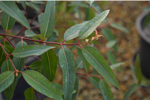 Angophora costata