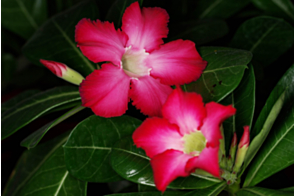 Adenium Red