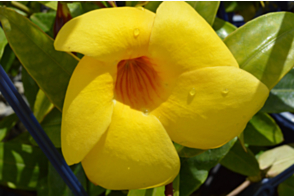 Allamanda schottii